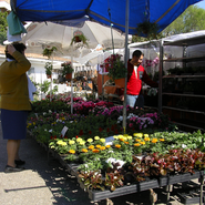 Puesto de mercadillo: Viveros Romary